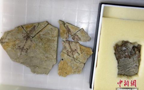 生物科研助理招聘（生物科研人員薪酬水平）