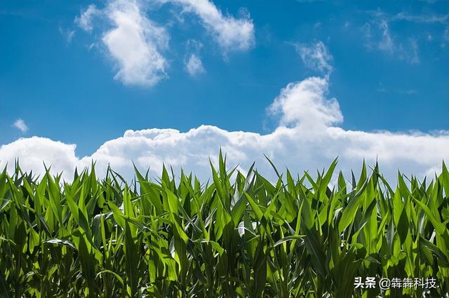 農(nóng)業(yè)認(rèn)養(yǎng)app融入直播模式怎么開發(fā)？（認(rèn)養(yǎng)農(nóng)業(yè)app模式定制開發(fā)）