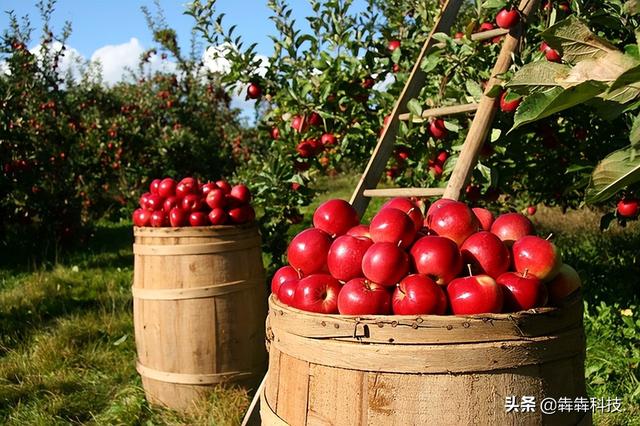 農(nóng)業(yè)認(rèn)養(yǎng)app融入直播模式怎么開發(fā)？（認(rèn)養(yǎng)農(nóng)業(yè)app模式定制開發(fā)）