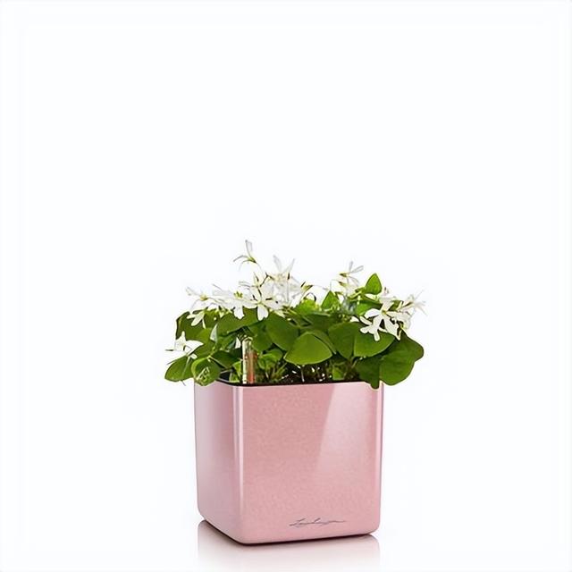 樂(lè)株沯｜租擺花卉綠植的價(jià)格怎么算（花卉租擺價(jià)格一覽表）